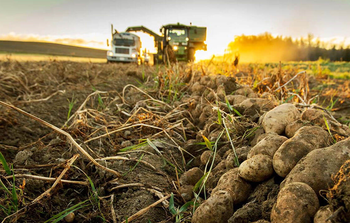 Bright autumn morning of harvested potatoes being collected from the field using a tractor, conveyor belt and truck for transportation.